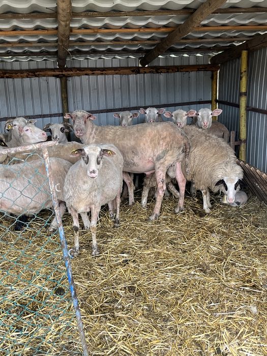 Berbec din rasa Friza