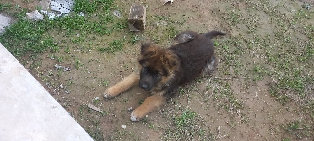 Продам щенка овчарки.девочка