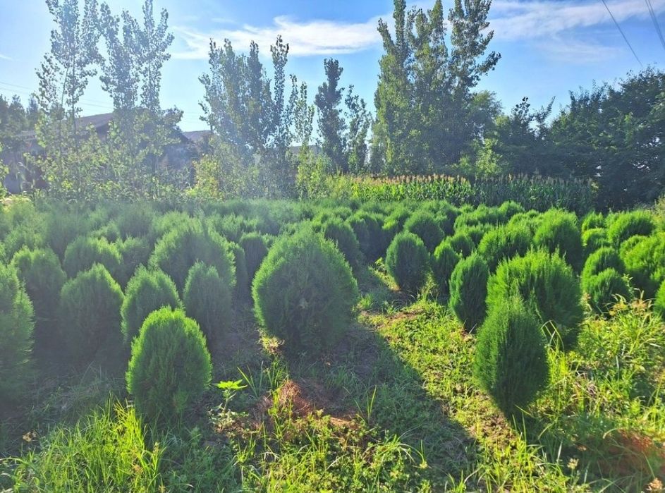 Арчалар бор узбекистон бойлаб доставка кберилади.