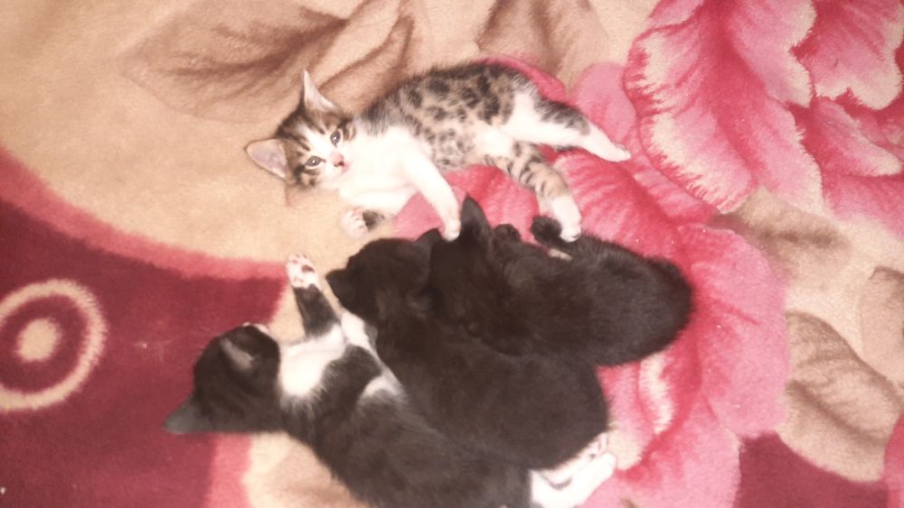 Yuliy Temoshenko porno