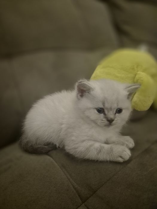 Британски котенца