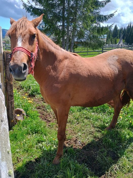 Mânză de vânzare de trei ani