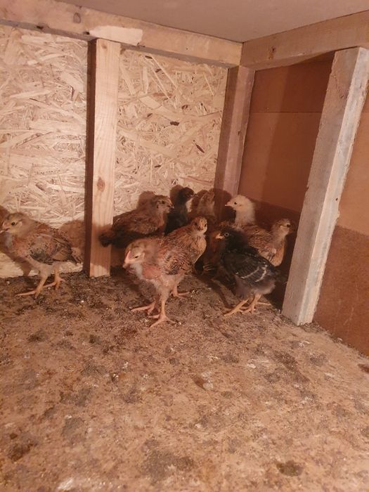 Цыплята кучинские