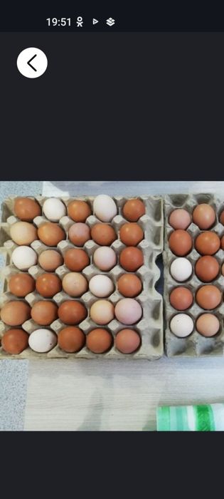 Яйца     домашние