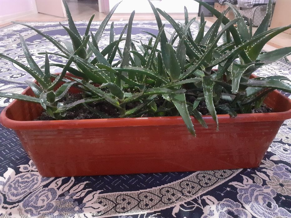 Алоэ                             .