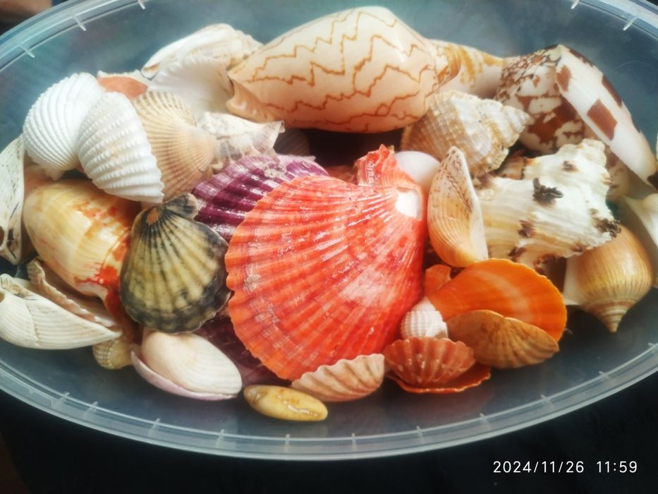 Ракушки морские ,океанические