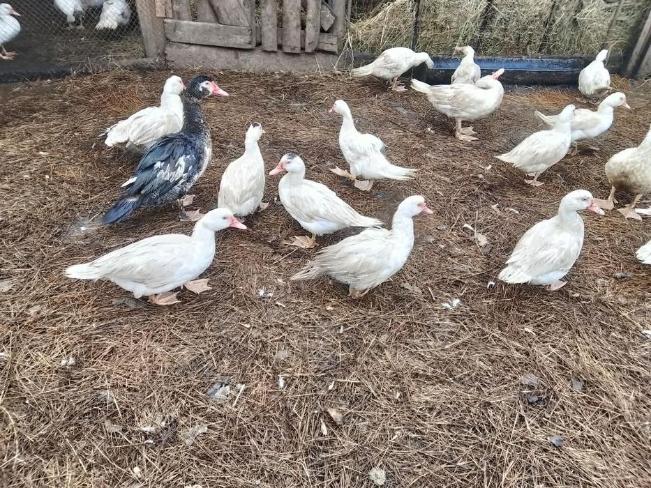 Продам индоуток.