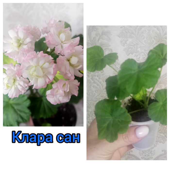 Укоренённые черенки пеларгонии