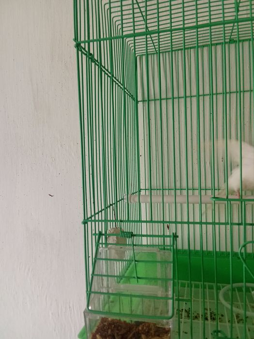 Попугай волнистый белый