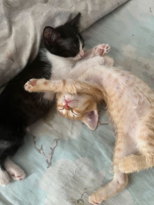 Отдам котят хорошие руку