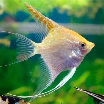 Скалярии-аквариумные рыбки