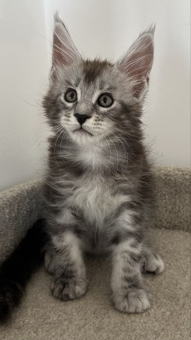 Питомник котят породы Мейн-Кун!