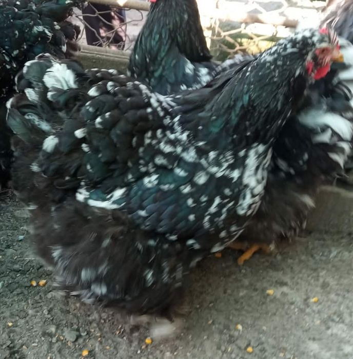 De vânzare Găini din rasa  Chochinchina uriașă