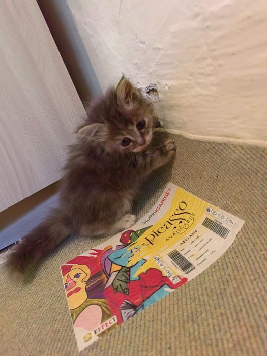 Котята в хорошие руки
