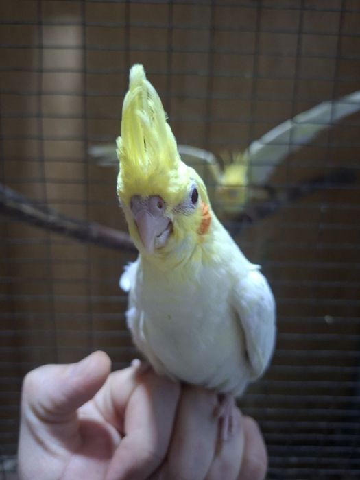 Продается попугай Карела.