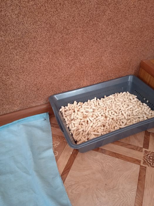 Продам котенка 3 месяца