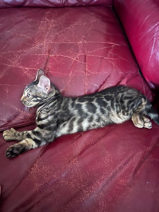 Чисто кровный бенгальский кот