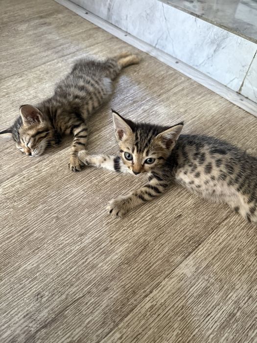 Котята в самые заботливые руки