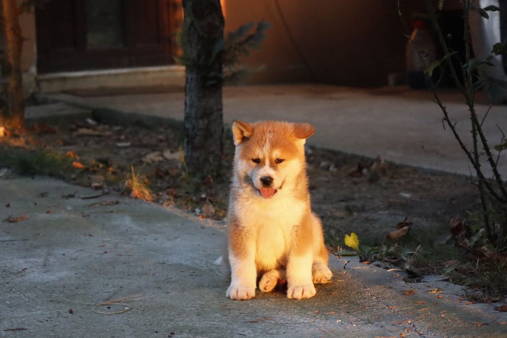 Pui de akita cauta o casuta noua