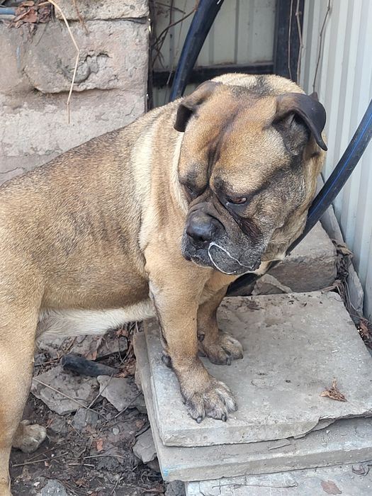 Найдена собака кане корсо девочка