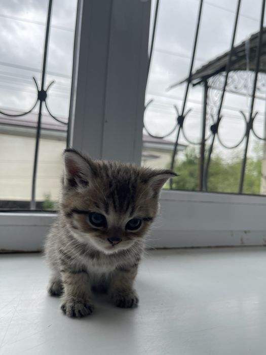 Скотиш фолд мушук болалари Сотилади