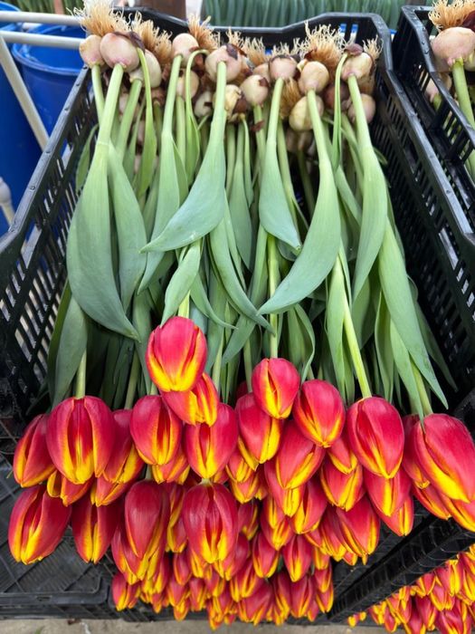 Тюльпаны на 8 марта, тюльпан оптом