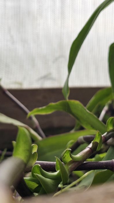 Золотой Ус цветок