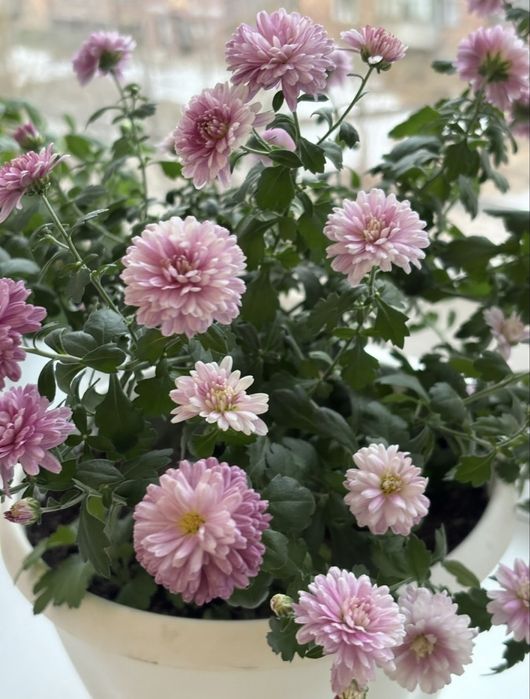 Хризантема. Комнатные цветы.