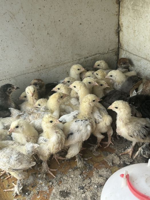 Продам цыплят Брама