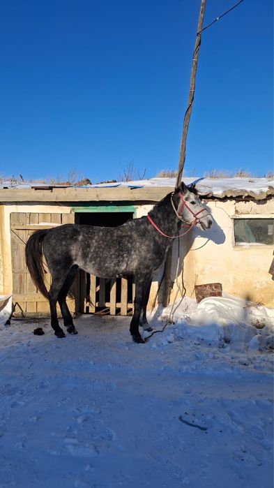 Продам лошадь ездовая и на сани