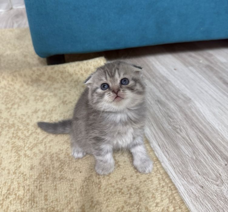 Котята шотландские