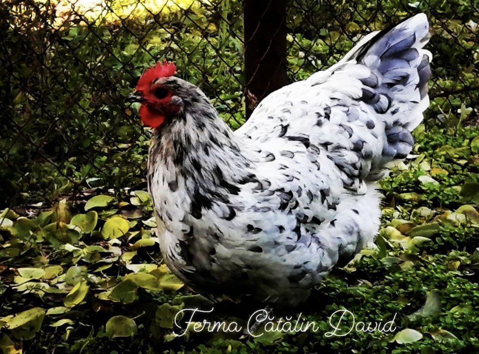 Oua incubatie Australorp Negru Albastru Splash