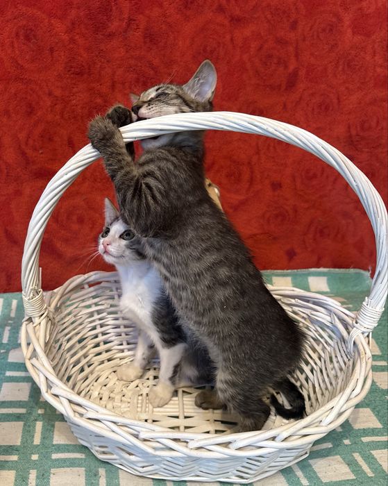 Котята ищут домик
