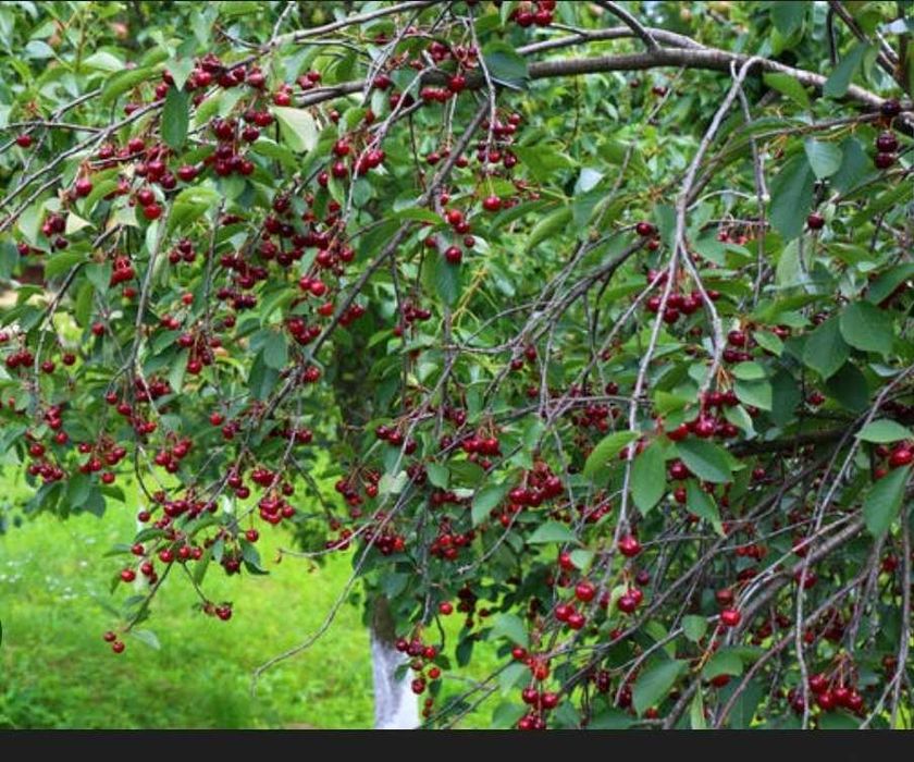 Саженцы вишни, малины.