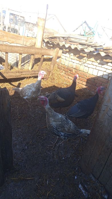 Продам домашних индюков самцов