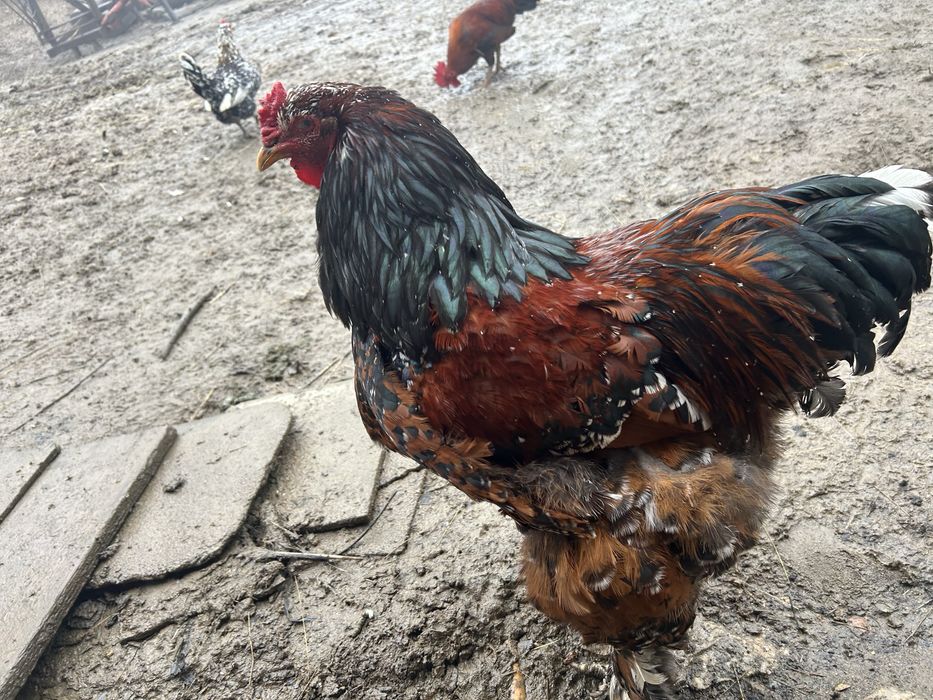 Schimb cocos Brahma cu alt cocos