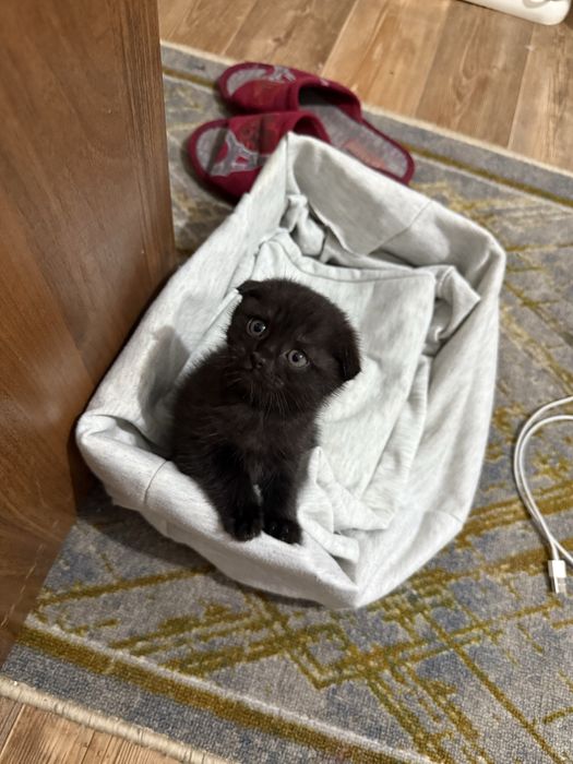 СРОЧНО! Шатланская