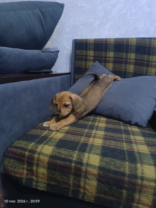 Щенок ищет хозяев