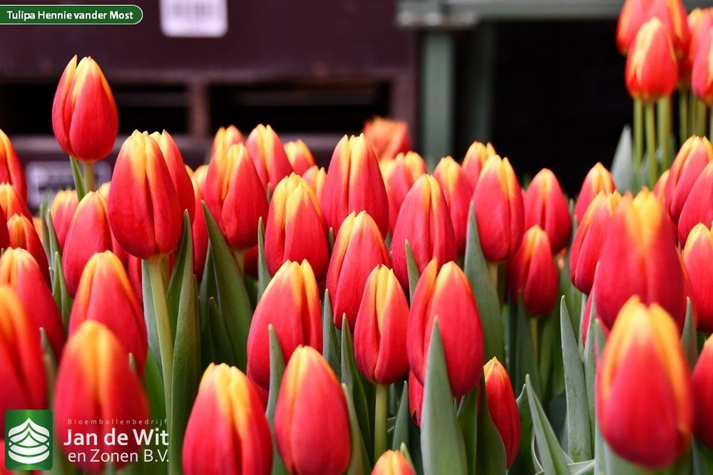 Тюльпаны оптом и оптом