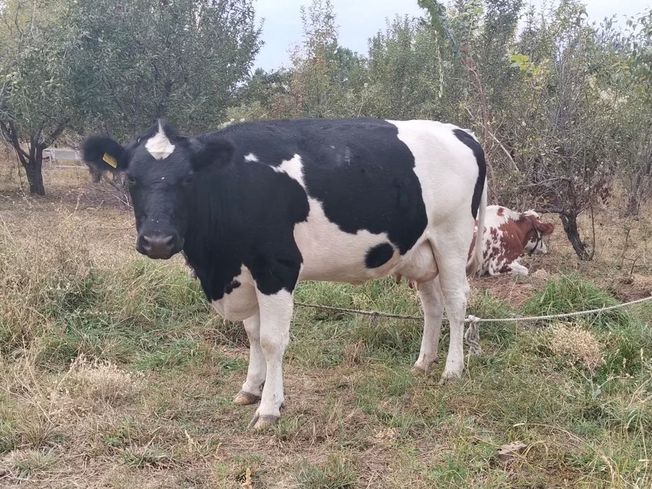 Продам корову молодая, молочная