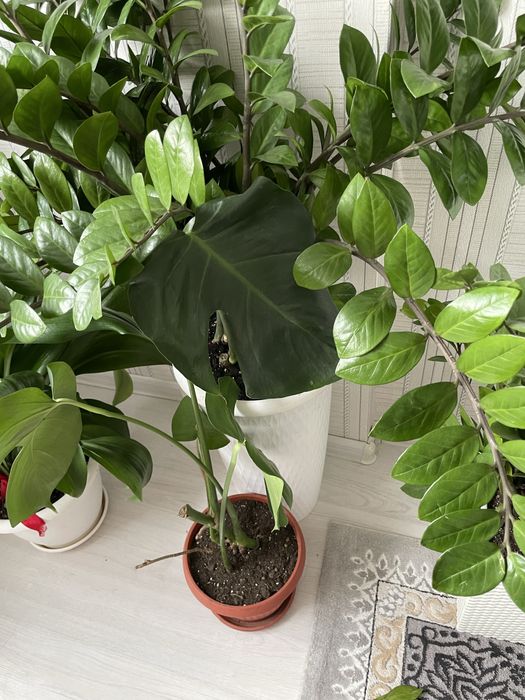 Комнатные цветы срочно