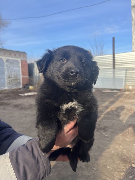 Собачки,щенята в добрые руки.