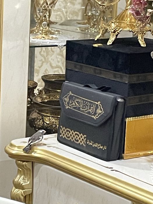 Qafas In Kletka Qush ga kota. Yengi Dublonka si bor