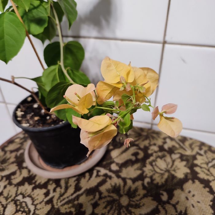 Продам комнатные цветы.