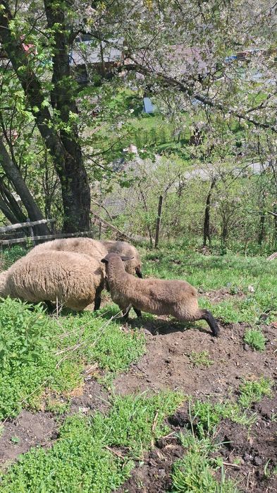 Oi suffolk mioare cu berbecuț