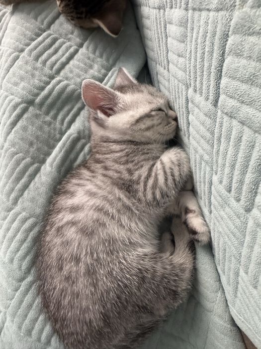 Котенки породистые