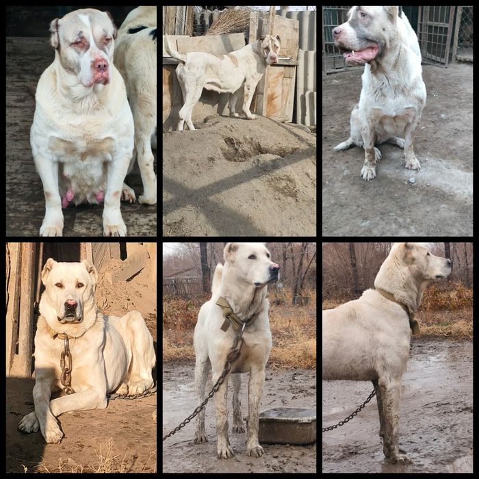 Продам хороших алабайчиков