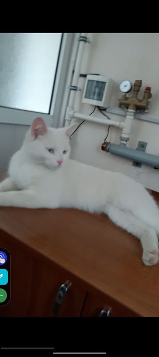 Mushuk sotiladi zotli