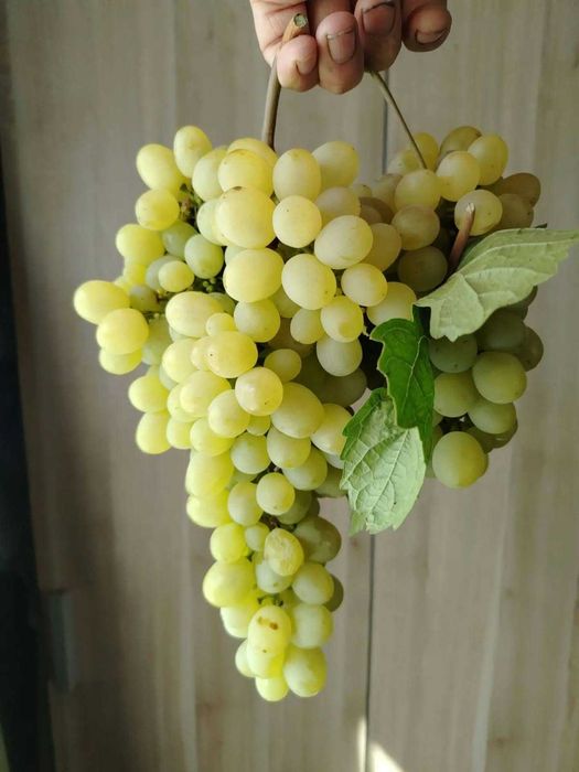 черенки винограда