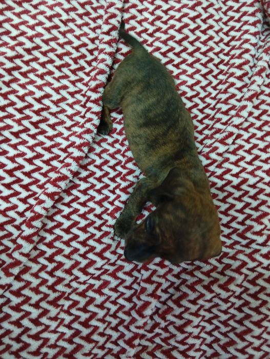 Чистокровные щенки Таксы